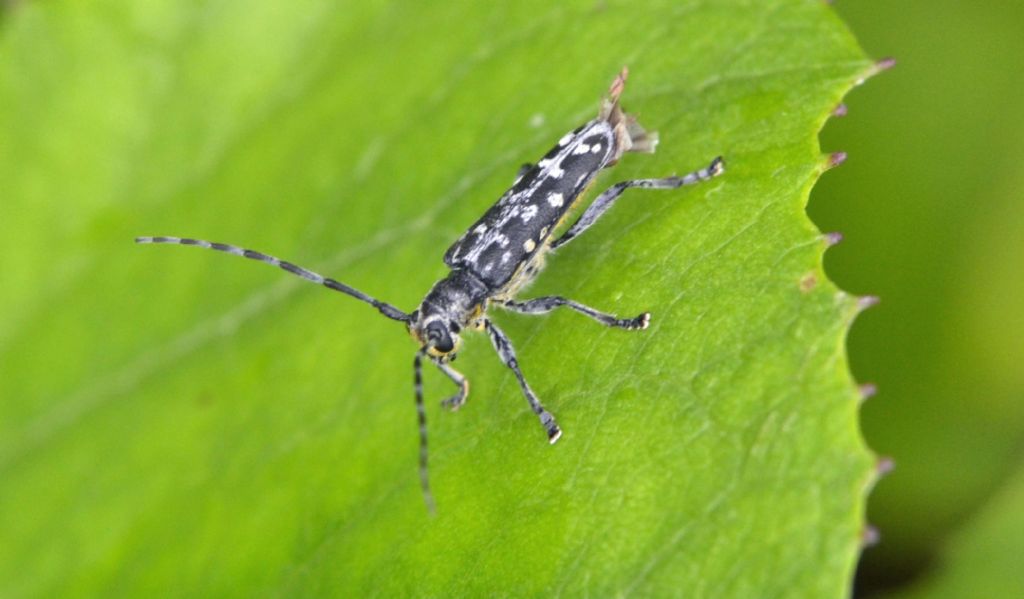 Saperda scalaris (scolorita) - Cerambycidae